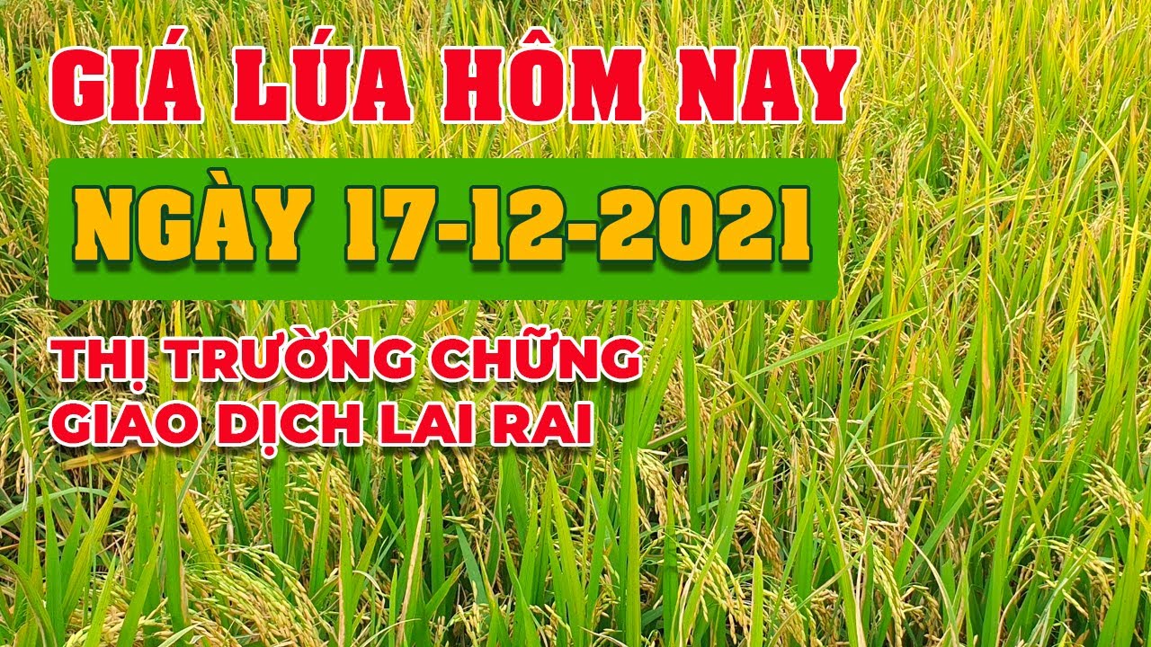 rice and paddy prices today