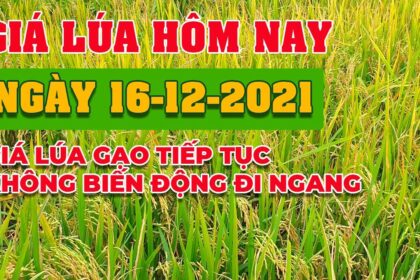 rice and paddy prices today