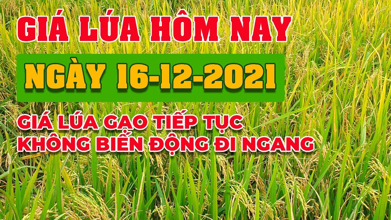 rice and paddy prices today