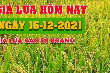 rice and paddy prices today