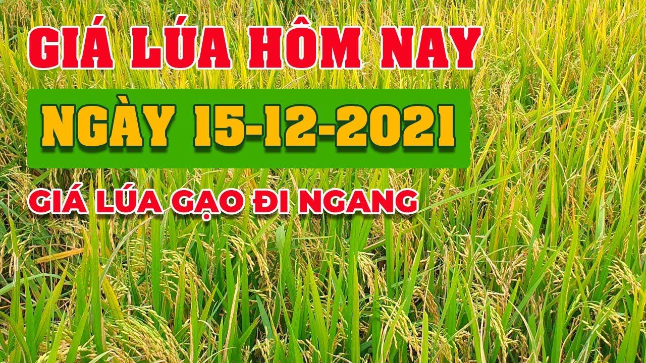 rice and paddy prices today