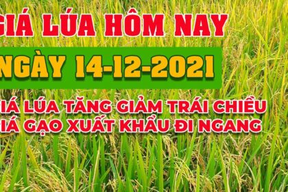 rice and paddy prices today