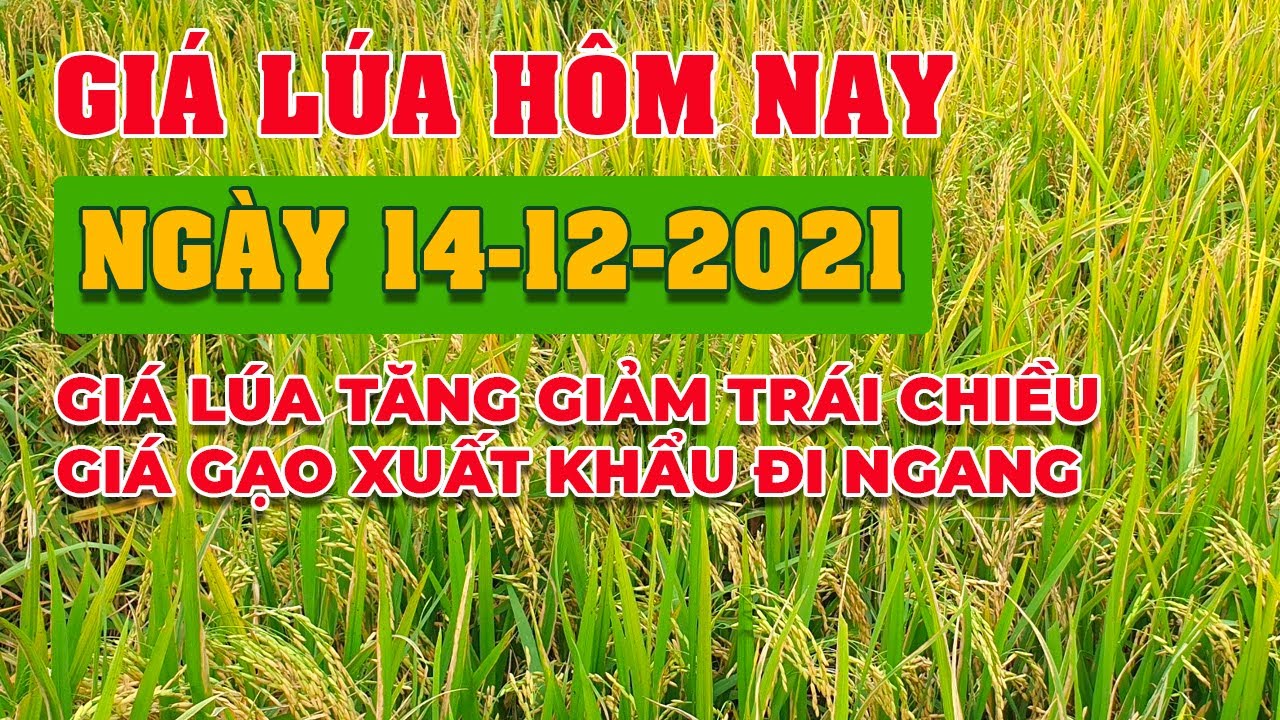 rice and paddy prices today