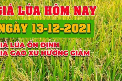 rice and paddy prices today