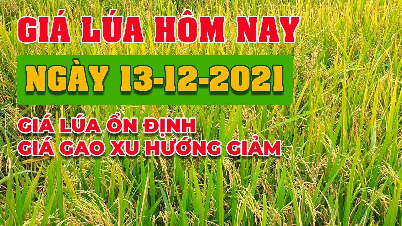 rice and paddy prices today