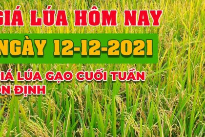 rice and paddy prices today