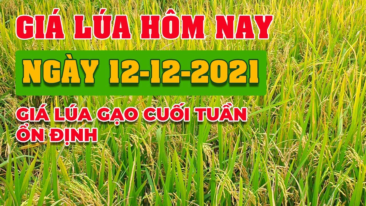 rice and paddy prices today
