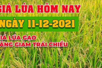 rice and paddy prices today