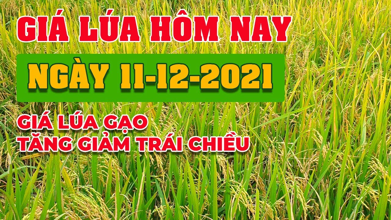 rice and paddy prices today