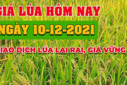 rice and paddy prices today