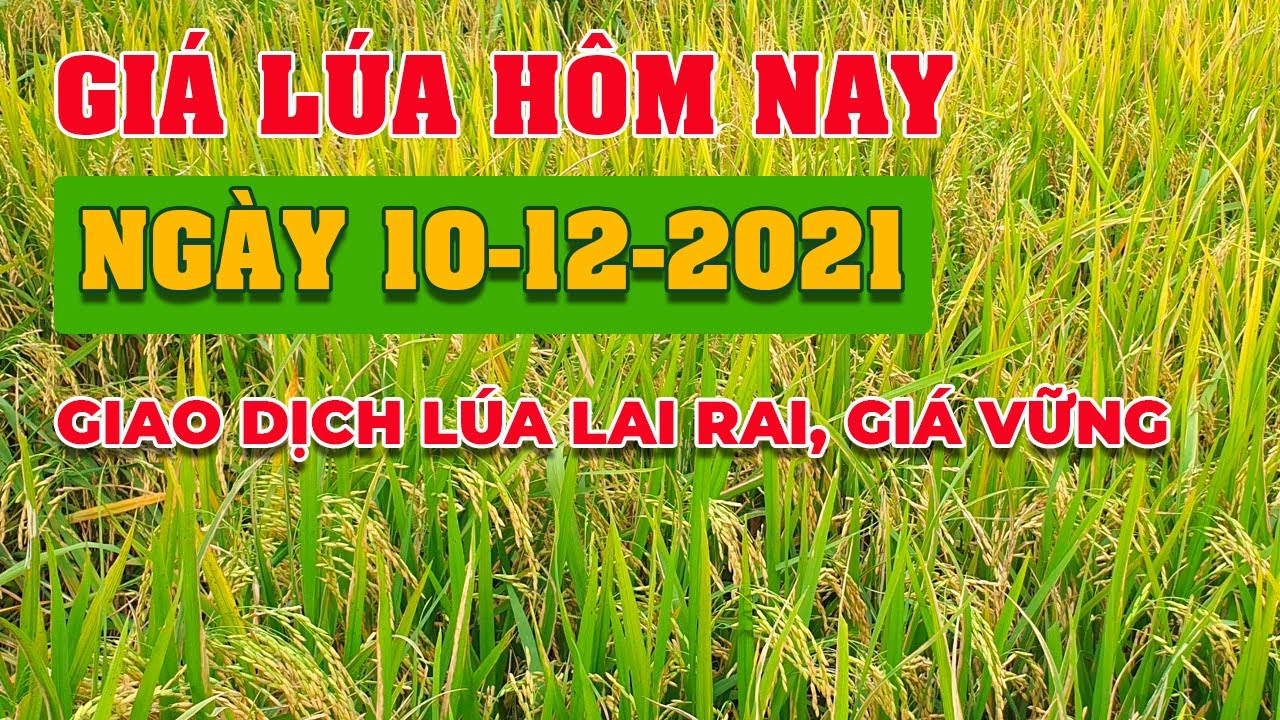 rice and paddy prices today
