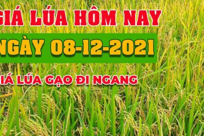 rice and paddy prices today