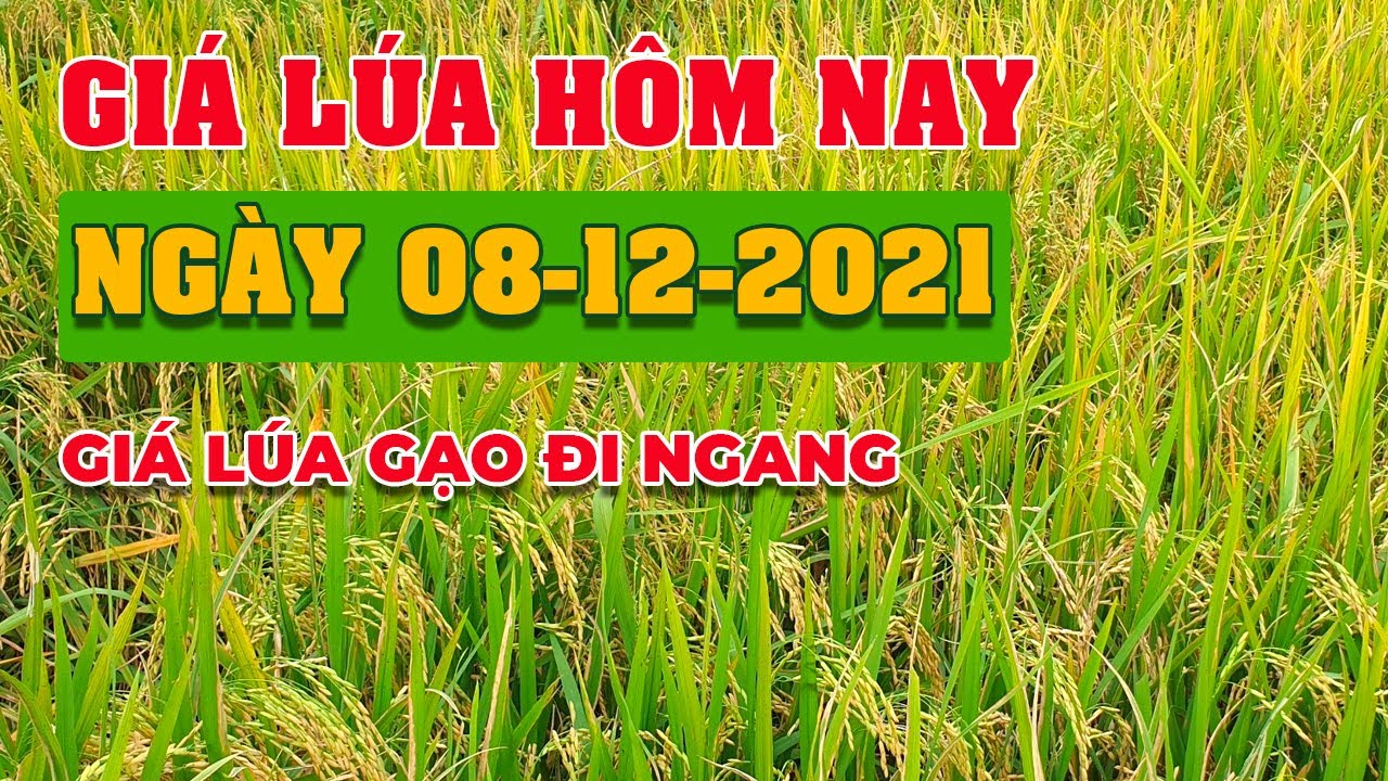 rice and paddy prices today
