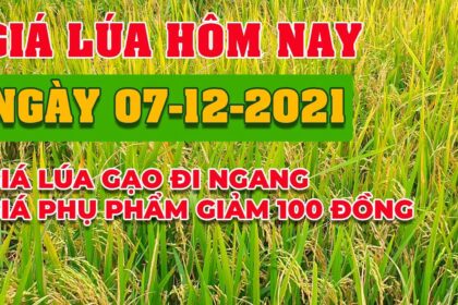 rice and paddy prices today