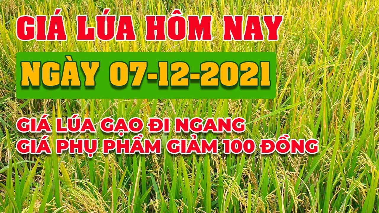 rice and paddy prices today