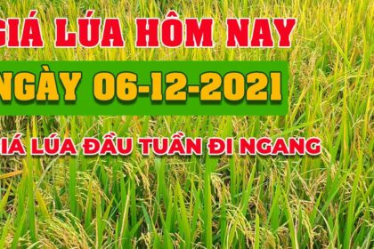 rice and paddy prices today