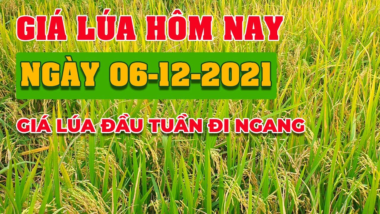 rice and paddy prices today