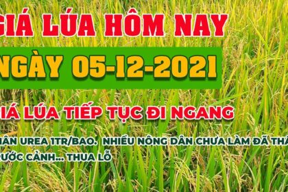 rice and paddy prices today