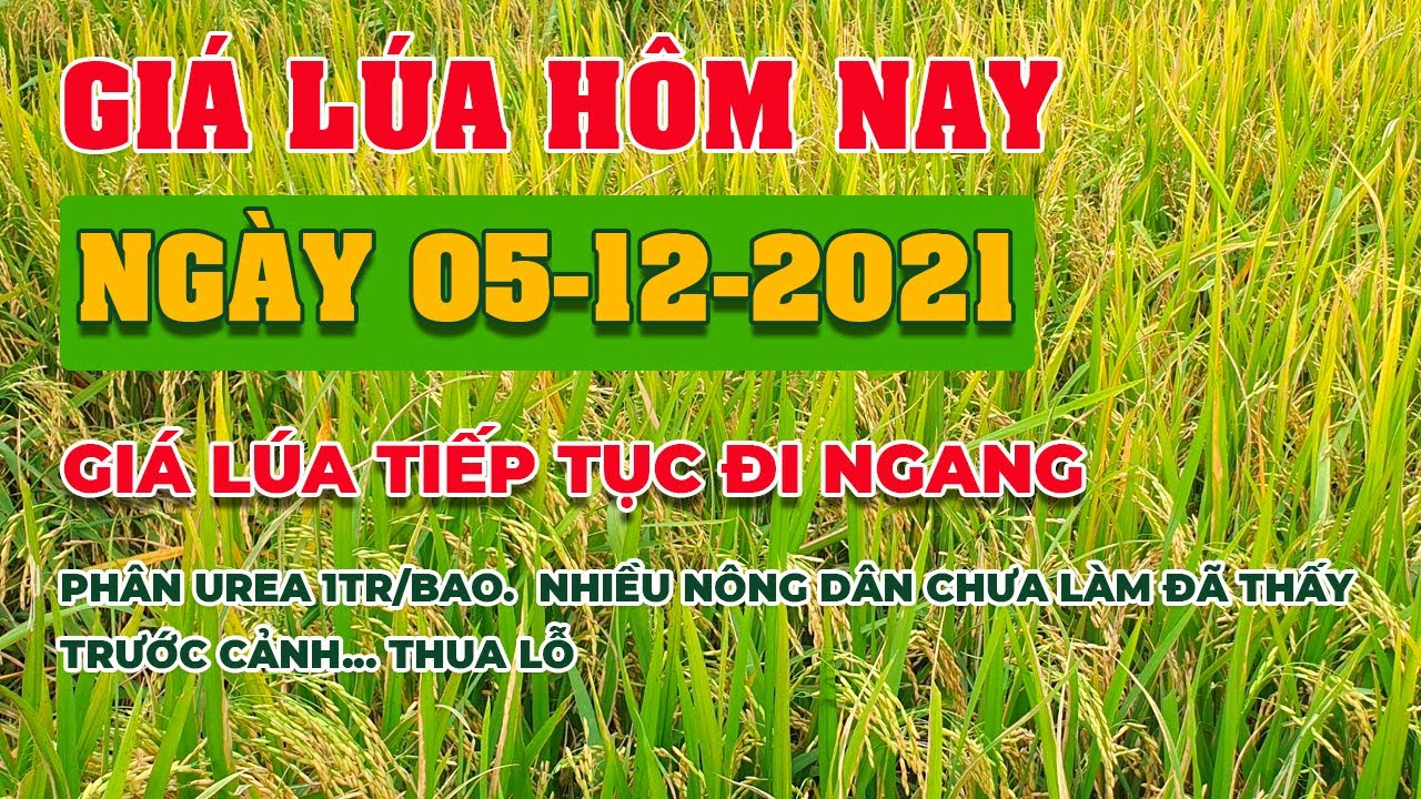 rice and paddy prices today