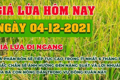 rice and paddy prices today