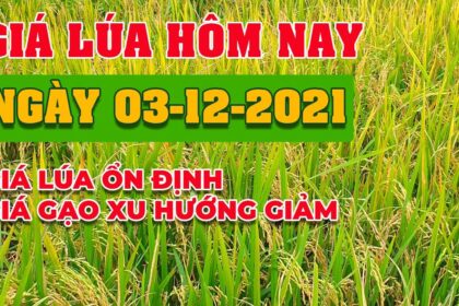 rice and paddy prices today