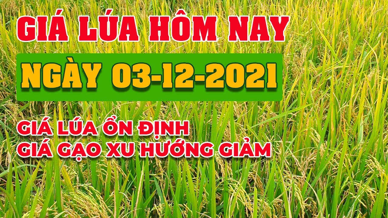 rice and paddy prices today