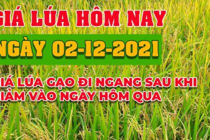rice and paddy prices today