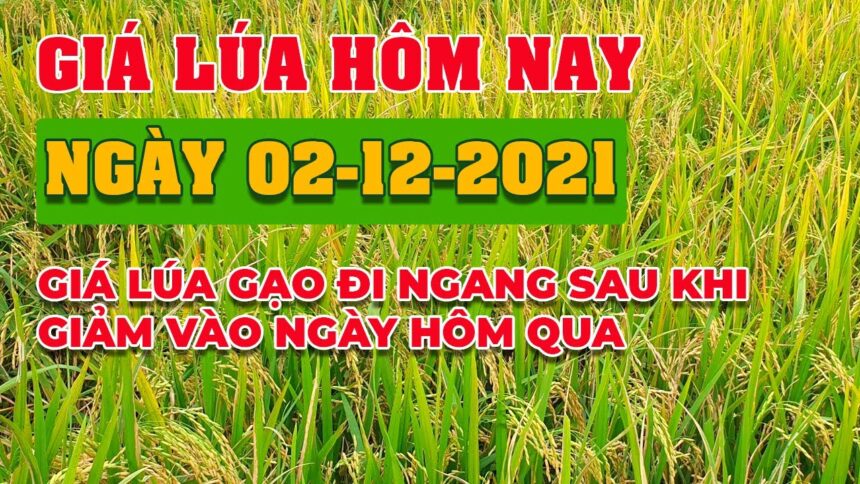 rice and paddy prices today