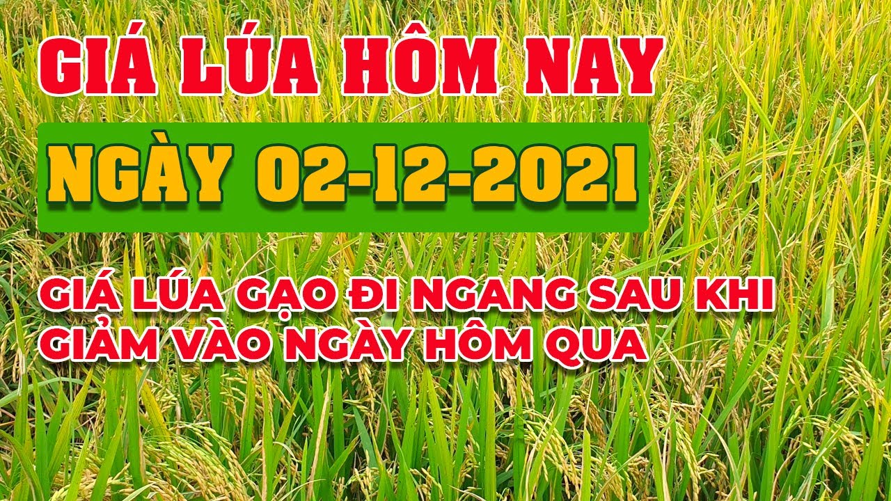 rice and paddy prices today