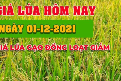 rice and paddy prices today