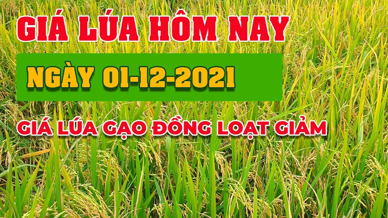 rice and paddy prices today