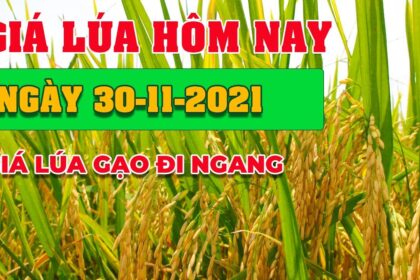 rice and paddy prices today