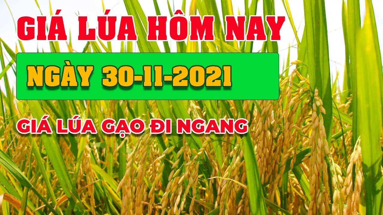 rice and paddy prices today