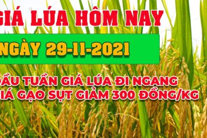 rice and paddy prices today