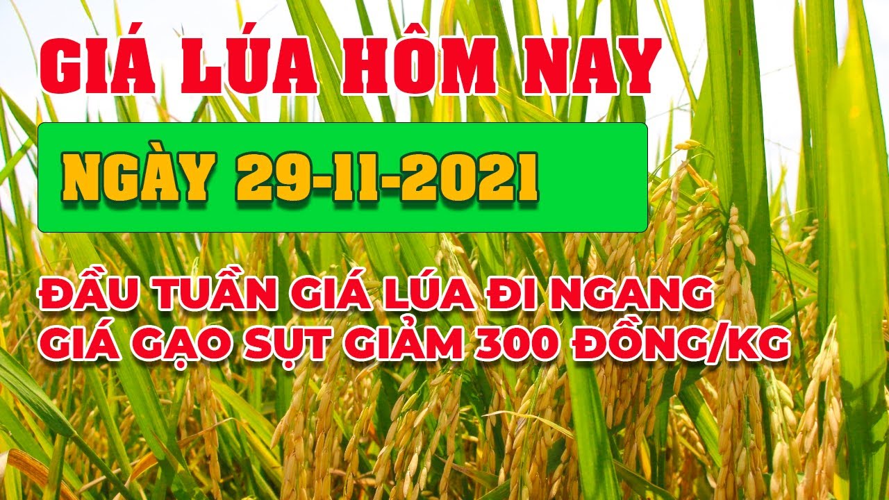rice and paddy prices today