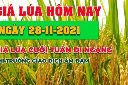 rice and paddy prices today
