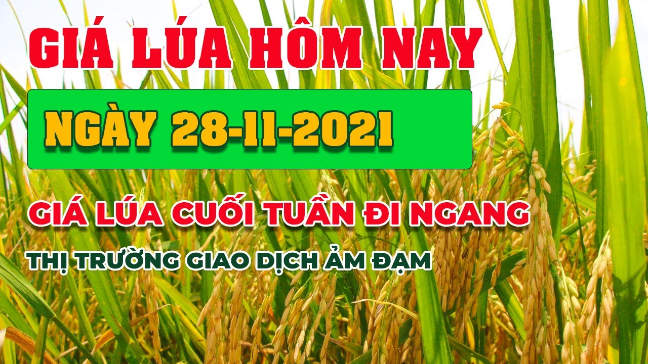 rice and paddy prices today
