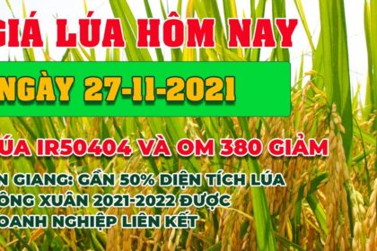 rice and paddy prices today