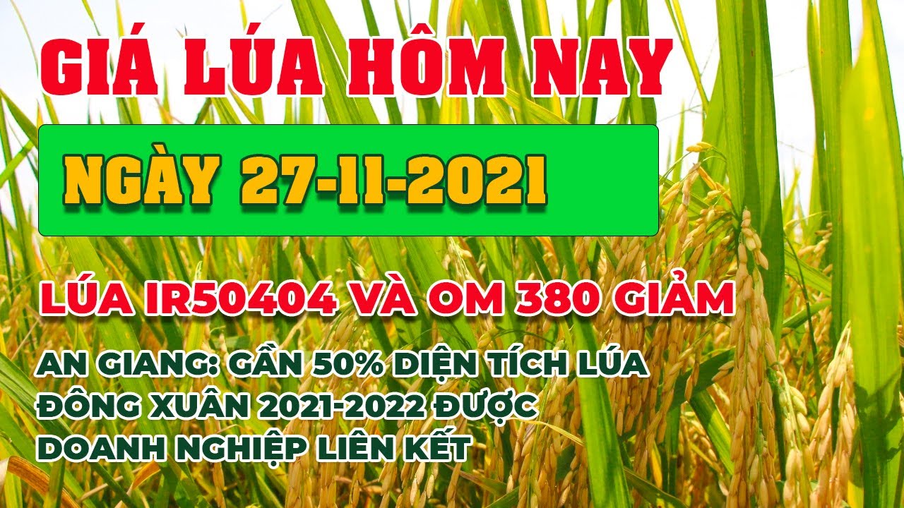 rice and paddy prices today