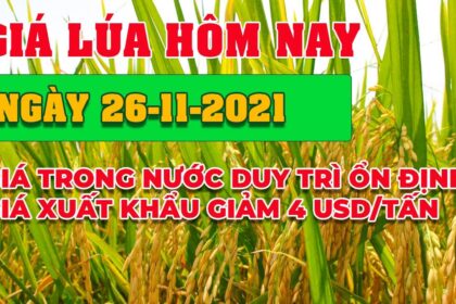 rice and paddy prices today