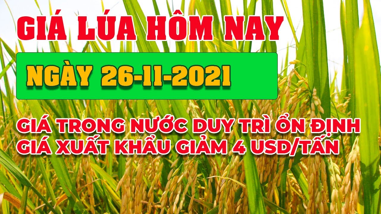 rice and paddy prices today
