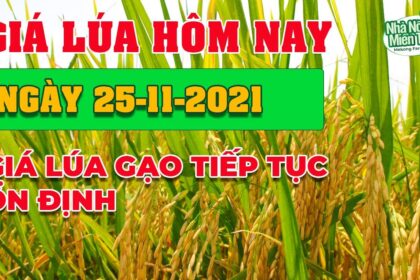rice and paddy prices today
