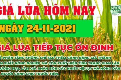 rice and paddy prices today