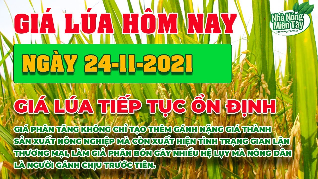rice and paddy prices today