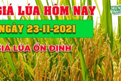 rice and paddy prices today