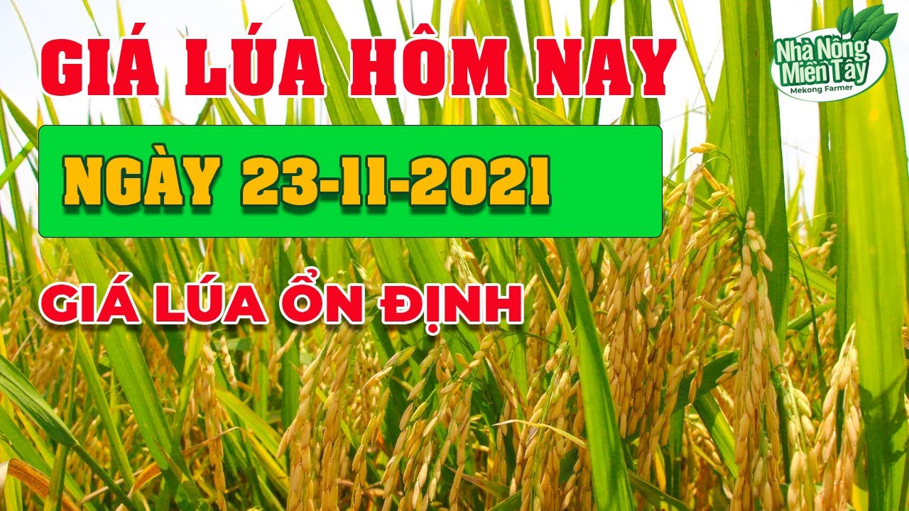 rice and paddy prices today