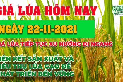rice and paddy prices today