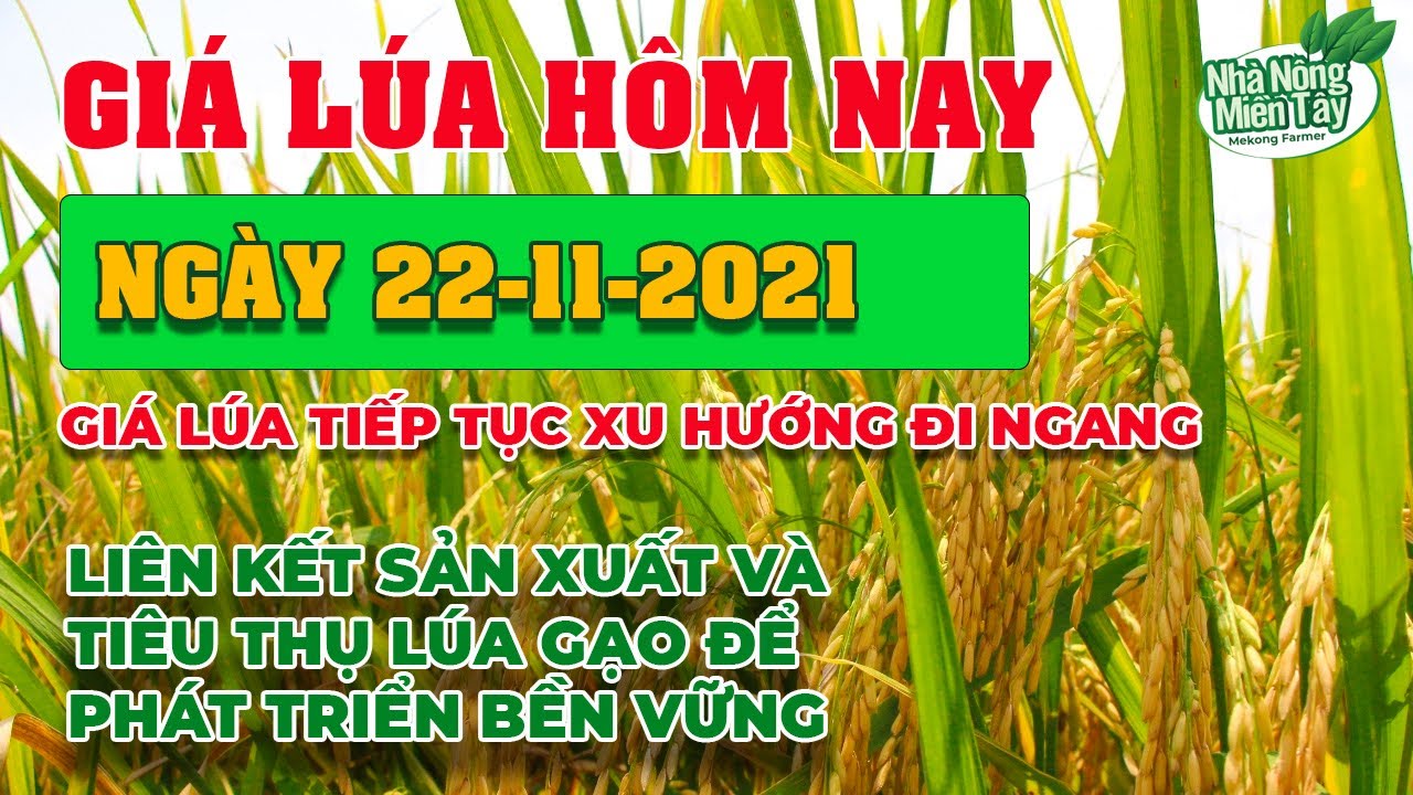 rice and paddy prices today