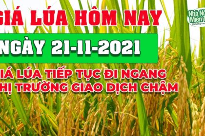 rice and paddy prices today