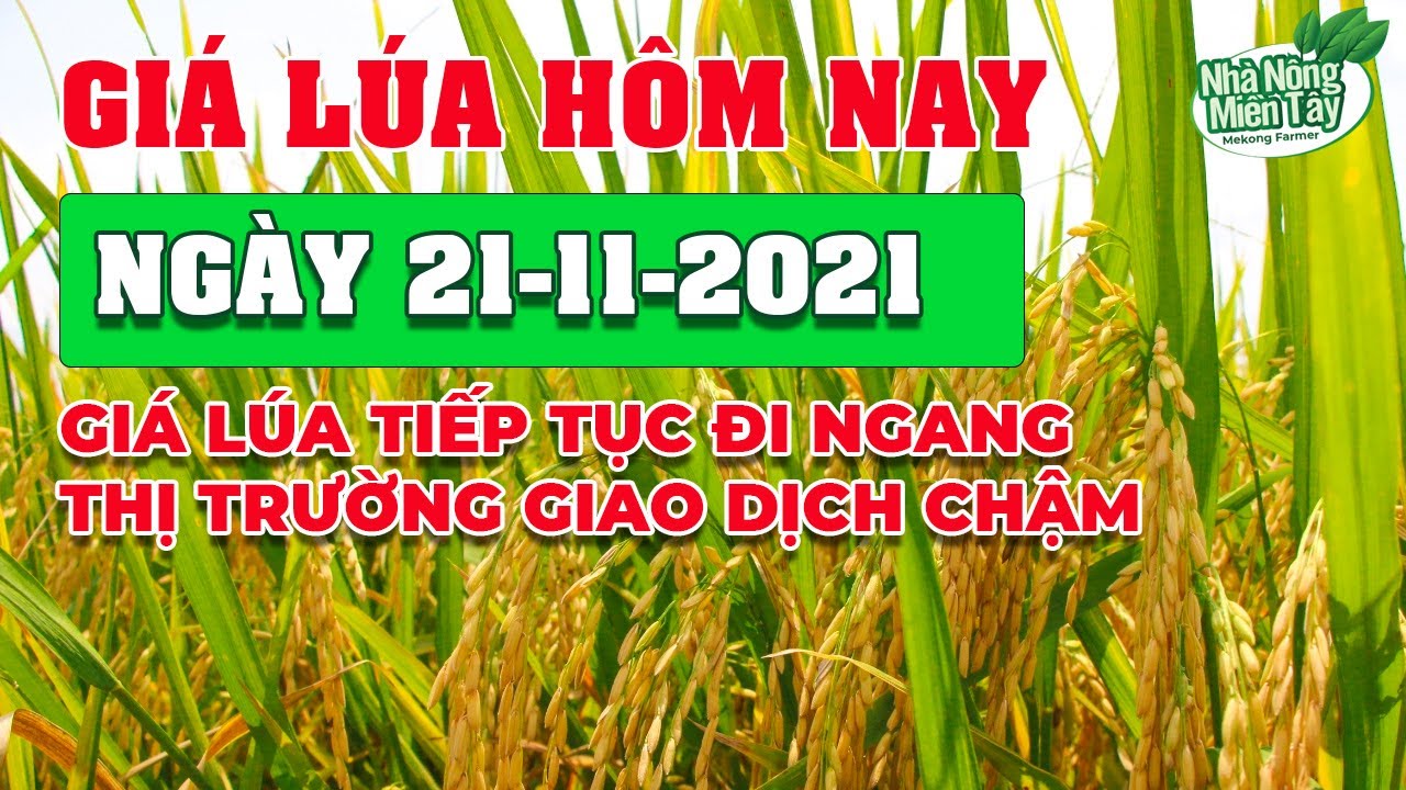 rice and paddy prices today